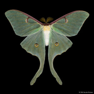 Moth Symbolism
