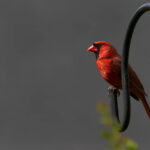 Red cardinal standing out against a quiet winter landscape