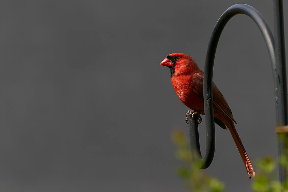 Red cardinal standing out against a quiet winter landscape