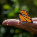 Butterfly lands on a person's hand outdoors