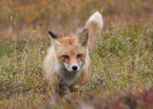 Red fox in woodland illustrating fox symbolism in folklore and spiritual traditions