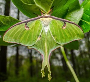 Green luna moth with moon-shaped markings representing renewal and transformation