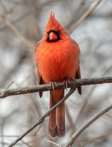 Male Northern Cardinal showing vivid red feathers