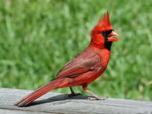 Bright red cardinal visiting a backyard branch