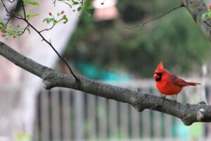 What Does It Mean When a Cardinal Visits You