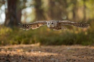 What Does the Symbol of an Owl Represent