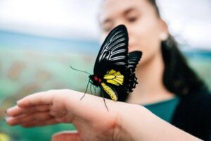 butterfly-lands-on-you