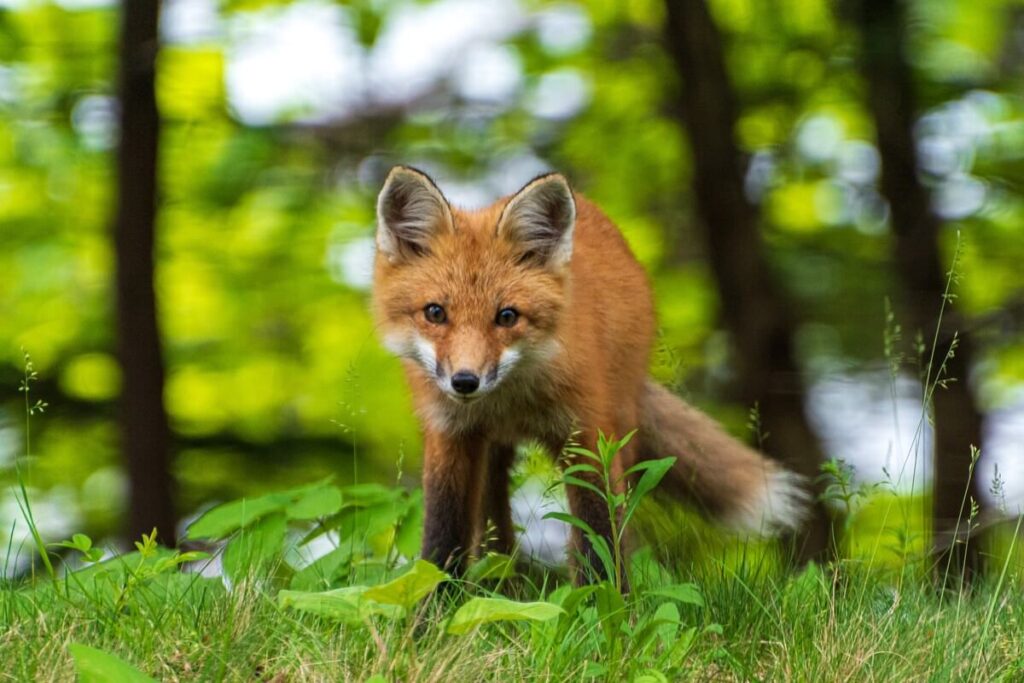 Red fox standing alert in a woodland as a symbol of intelligence and intuition