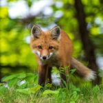 Red fox standing alert in a woodland as a symbol of intelligence and intuition