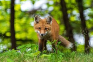 What Does a Fox Symbolize?