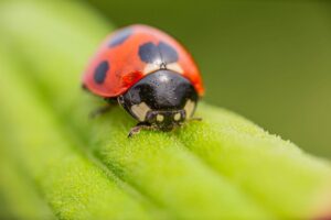 Red ladybug resting on a green leaf as a symbol of good luck