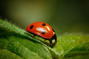 Ladybug among garden plants where it naturally feeds on aphids