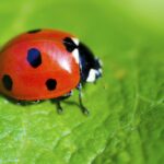 Red ladybug resting on a green leaf as a symbol of good luck
