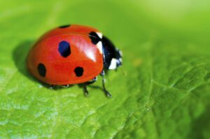Red ladybug resting on a green leaf as a symbol of good luck