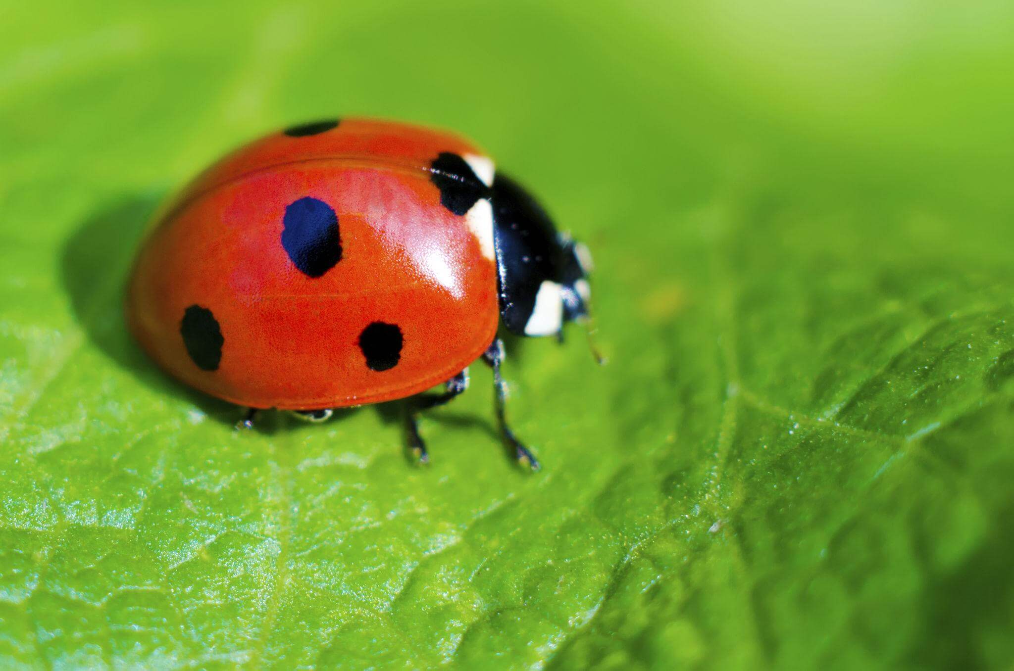 Red ladybug resting on a green leaf as a symbol of good luck