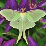moth symbolism