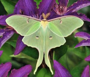 Green luna moth with moon-shaped markings representing renewal and transformation