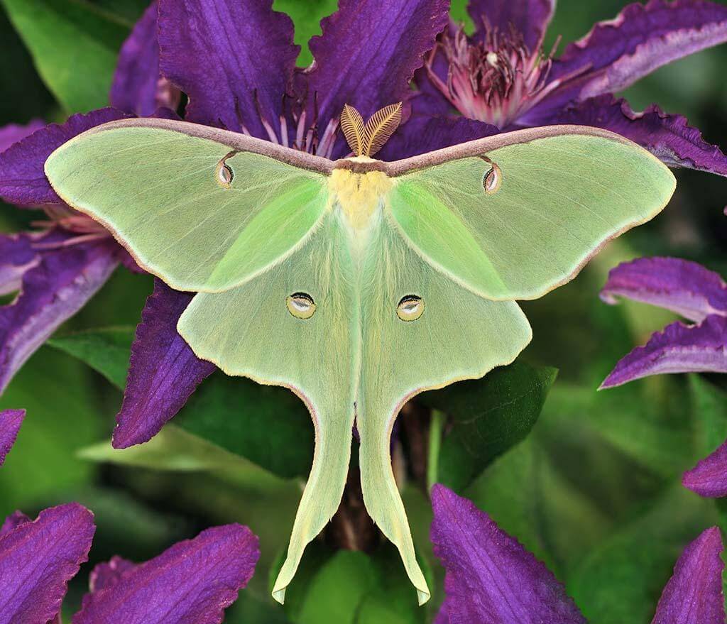 moth symbolism