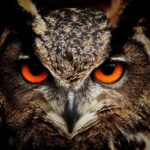 Close-up owl eyes representing intuition and hidden spiritual truths