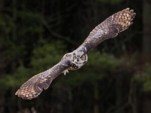 Owl perched on a tree symbolizing wisdom, intuition, and spiritual awareness