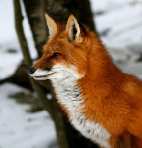 Red fox walking through changing woodland representing adaptability and spiritual awareness